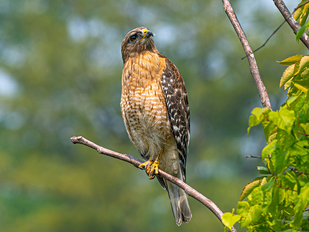 Red-Shouldered Hawk