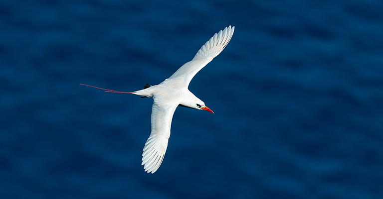 Red-Tailed Tropicbird