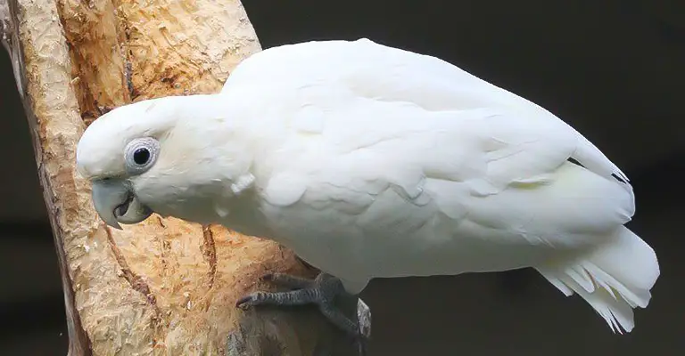 Red-Vented Cockatoo