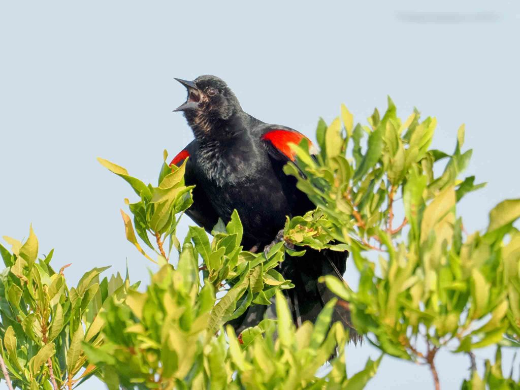 Red-Winged Blackbird