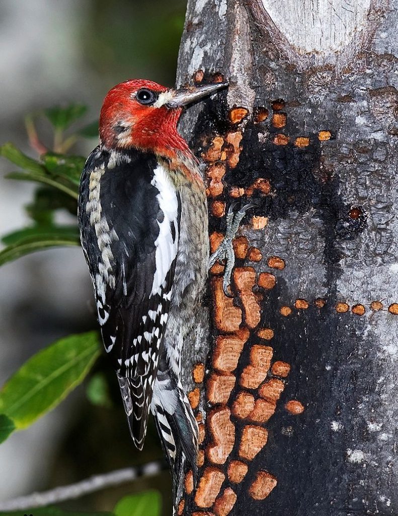 Red-Breasted Sapsucker