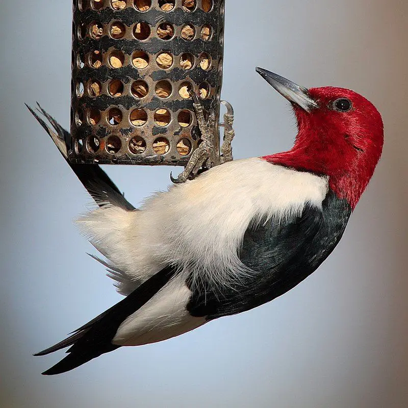 Red-headed_woodpecker__4