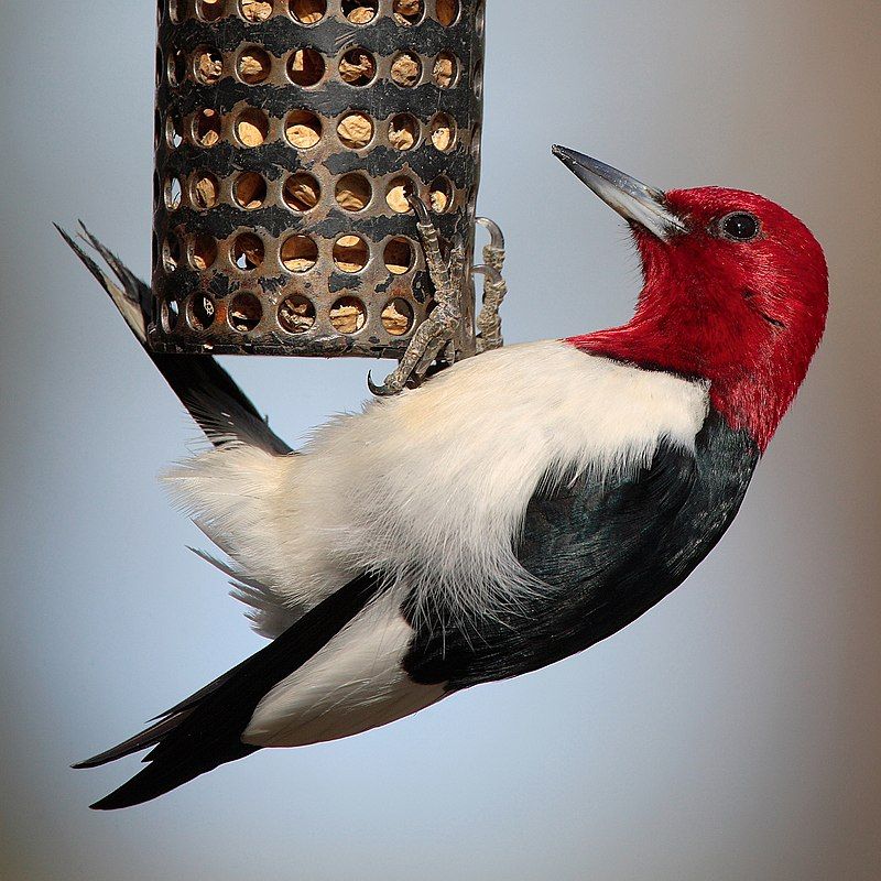 Red-Headed Woodpecker