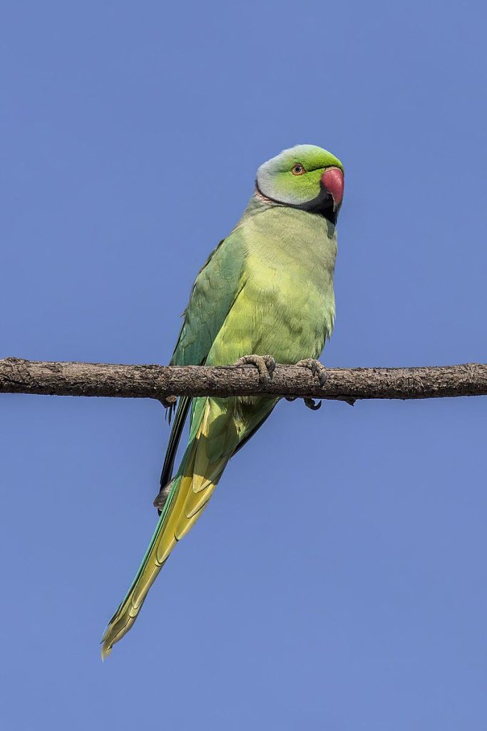 Rose-Ringed Parakeet