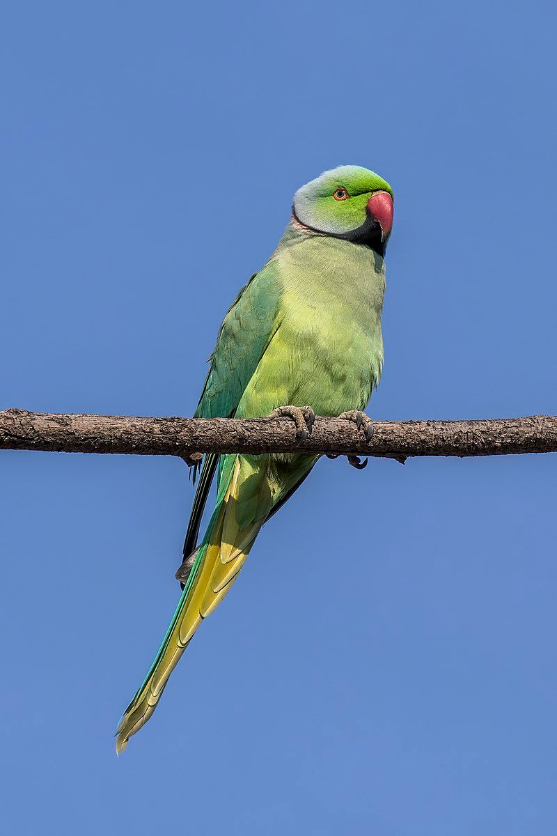 Rose-ringed_parakeet__9