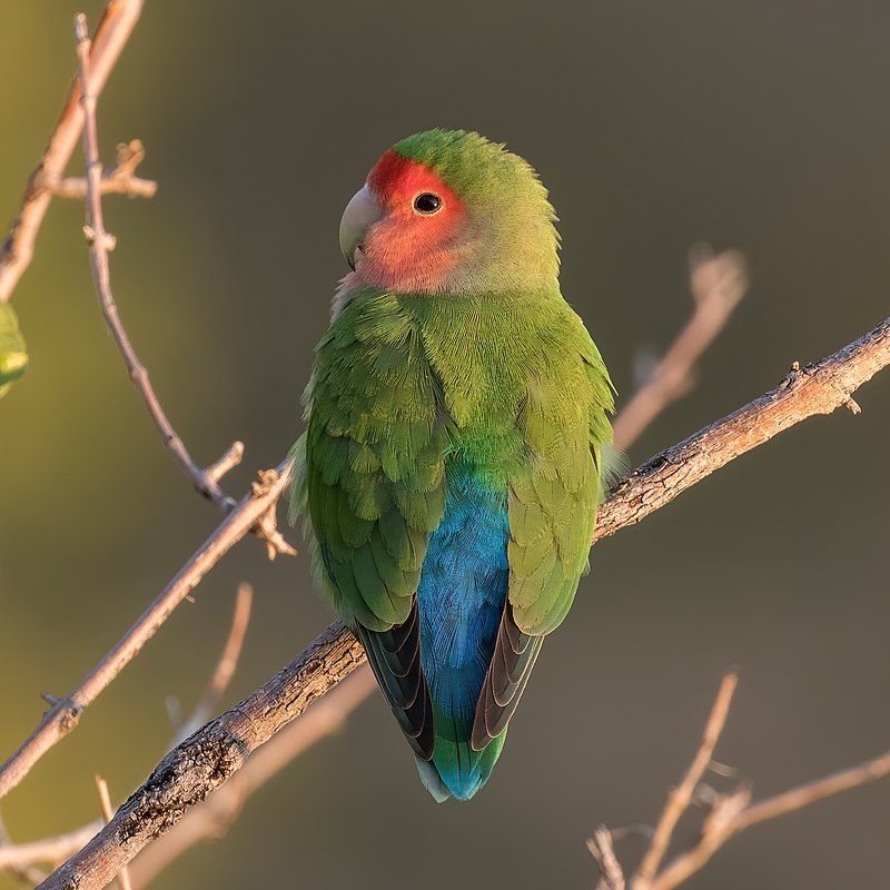 Rosy-faced_lovebird__1