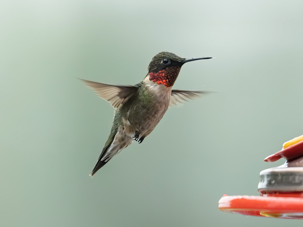 Ruby-Throated Hummingbird