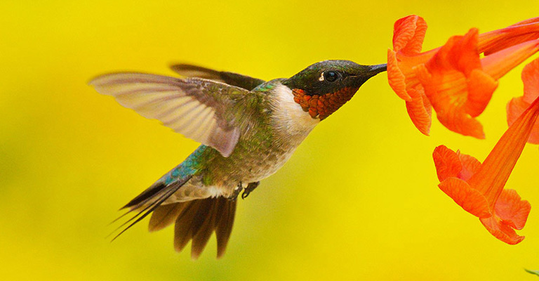 Ruby-Throated Hummingbirds Eat