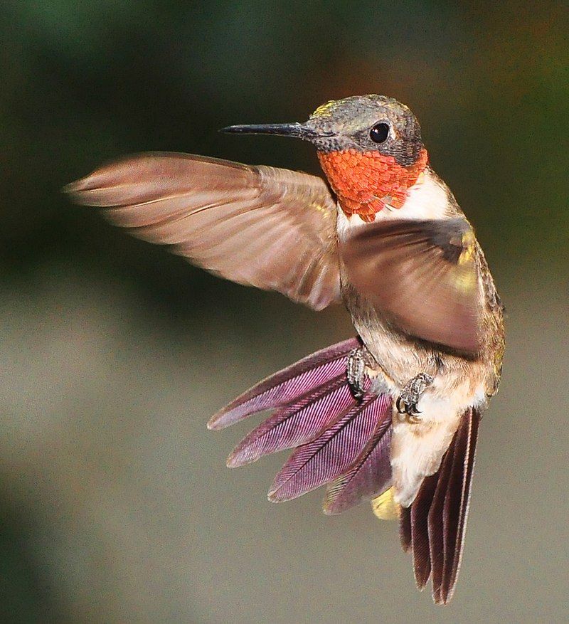 Ruby-throated_hummingbird__1