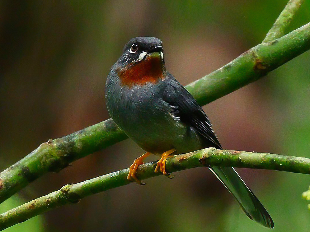 Rufous-Throated Solitaire