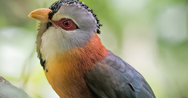 Scale-Feathered Malkoha