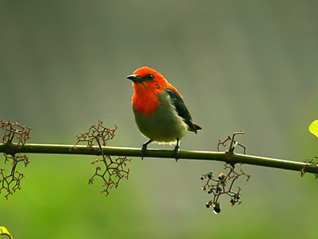 Scarlet-Headed Flowerpecker