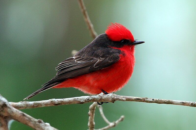 Scarlet_flycatcher__21