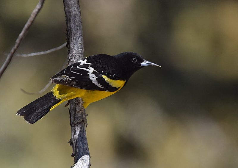 Scott's oriole