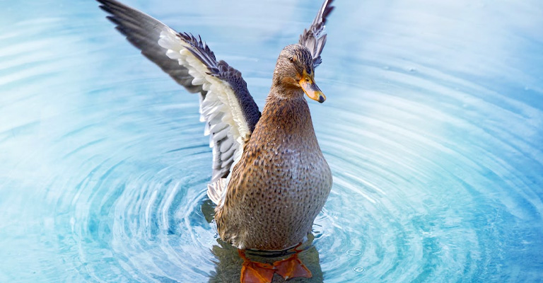 Shaking Off Water