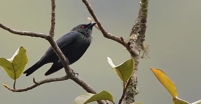 Short-Tailed Starling