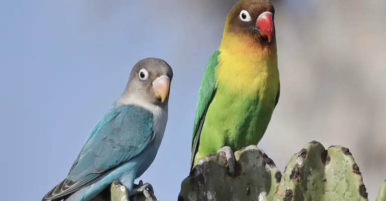 Should You Replace Lovebird’s Lost Mate