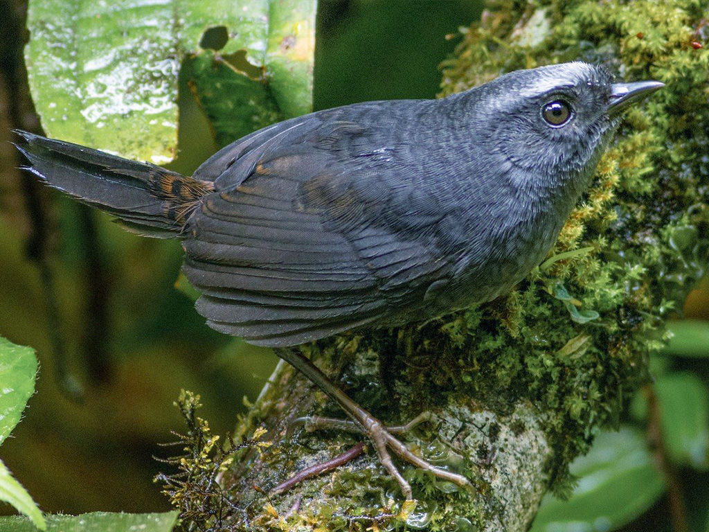 Silvery-Fronted Tapaculo