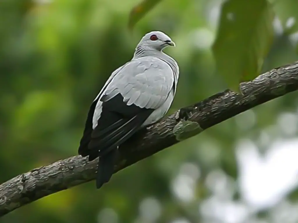 Silvery Pigeon