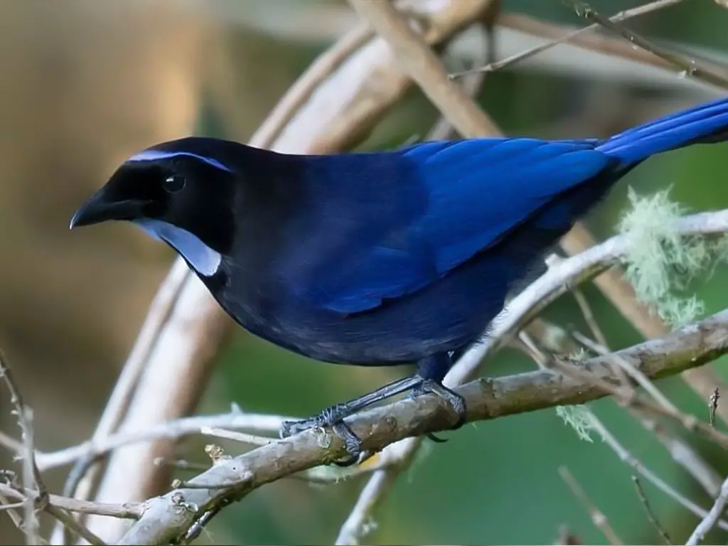 Silvery-Throated Jay