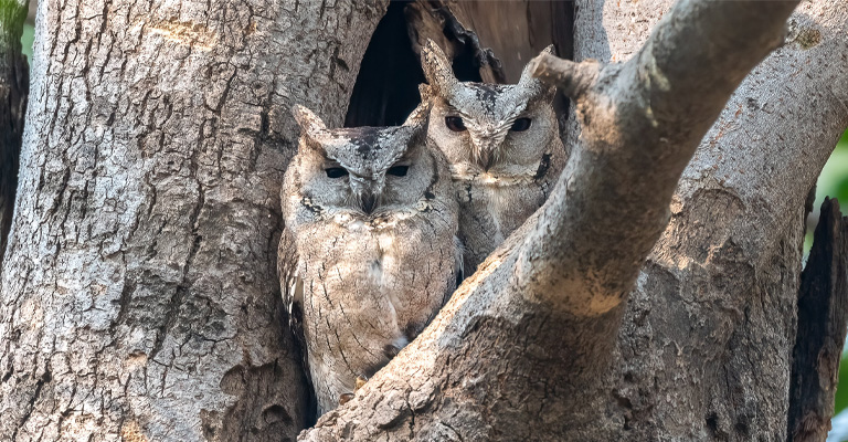 Some Owls Are Serial Monogamy