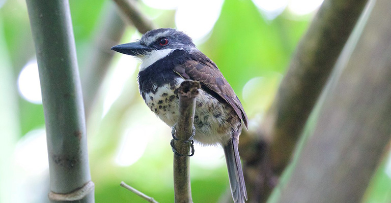 Sooty-Capped Puffbird