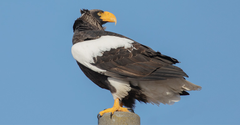 Steller's Sea Eagle