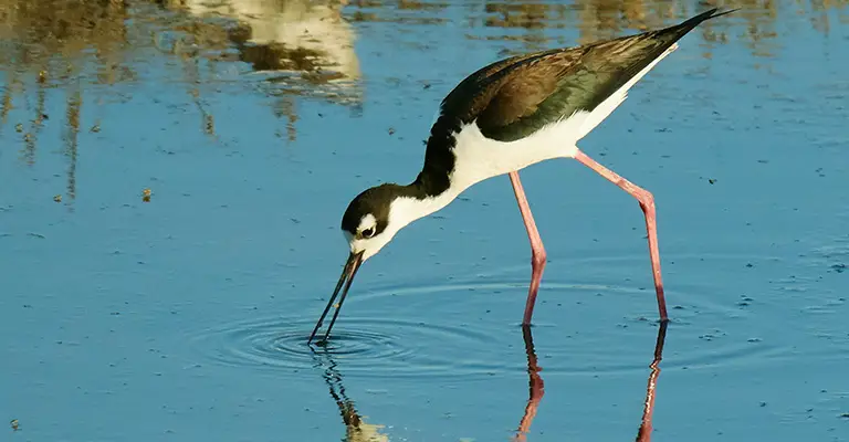 Stilts And Avocets