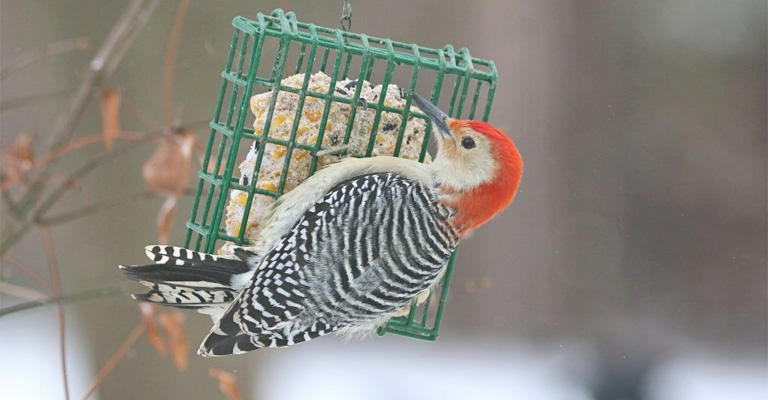 Why Birds Are Not Eating Your Suet