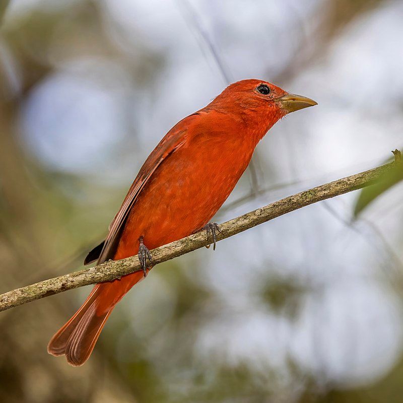 Summer Tanager