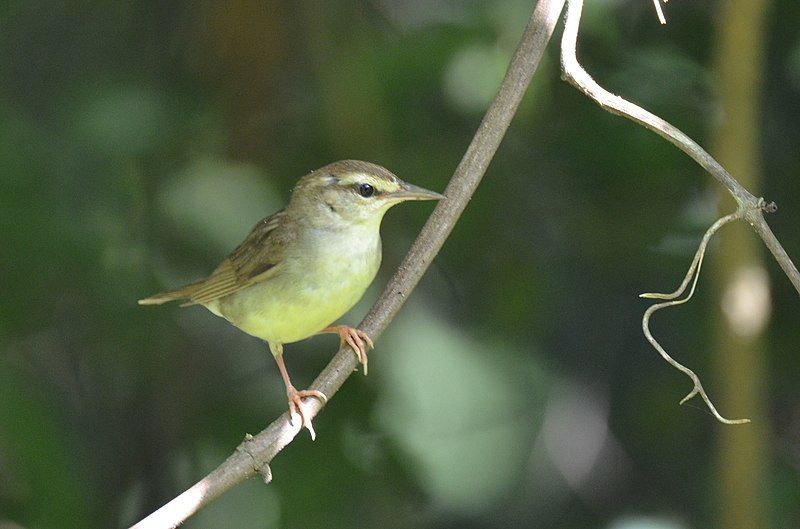 Swainson's_warbler__19