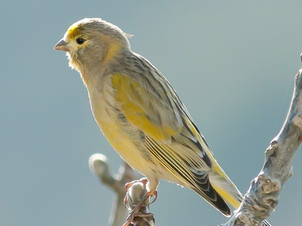 Syrian Serin