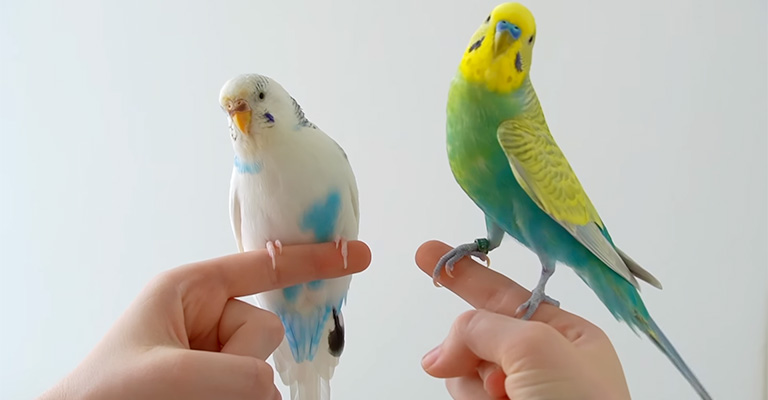 Are Parakeets Tropical Birds