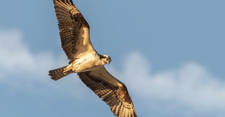 The Origin Point of A Hawk’s Screech