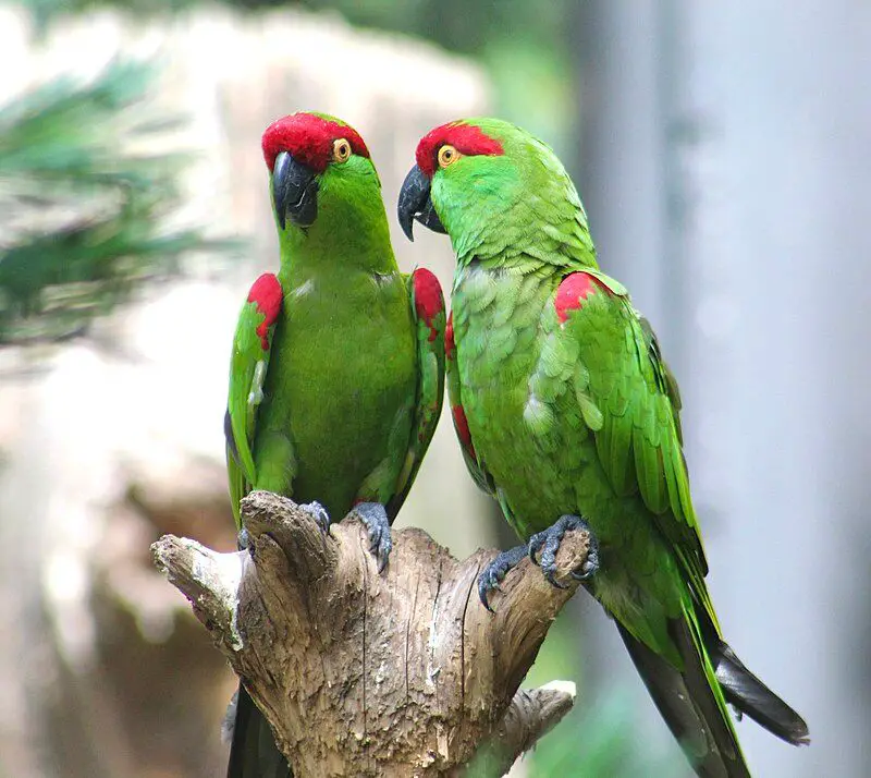 Thick-billed_parrot__14