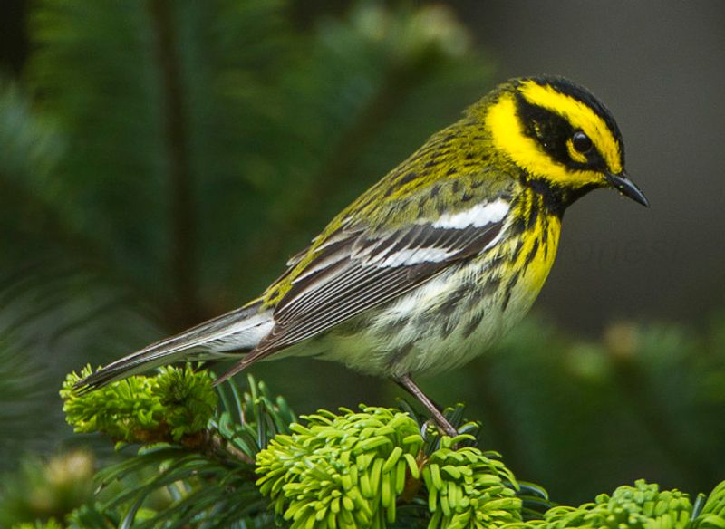 Townsend's warbler