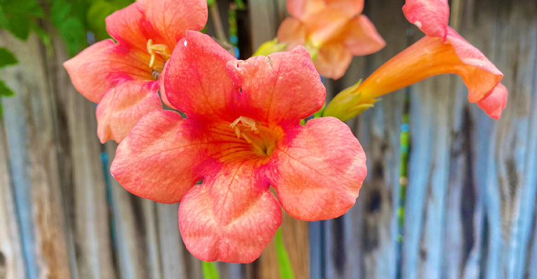 Trumpet Vine