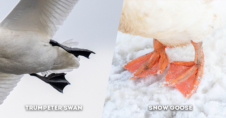 Trumpeter Swan Vs Snow Goose legs and feet