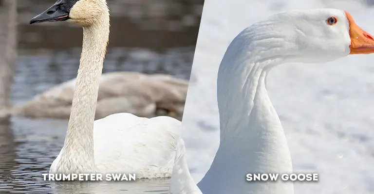 Trumpeter Swan Vs Snow Goose neck