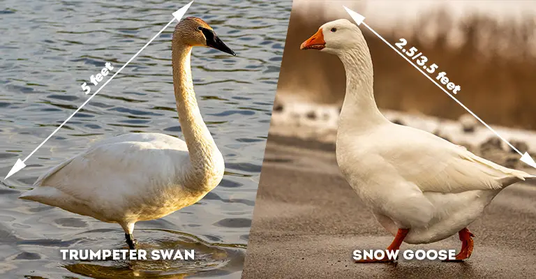 Trumpeter Swan Vs Snow Goose size
