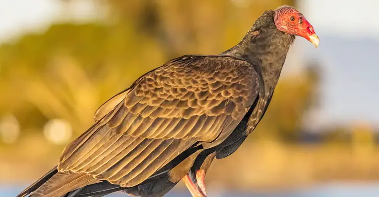 Why Are There So Many Vultures in Florida