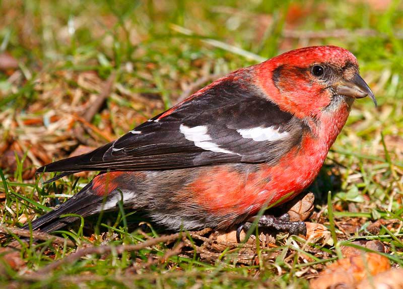 Two-barred_crossbill__11