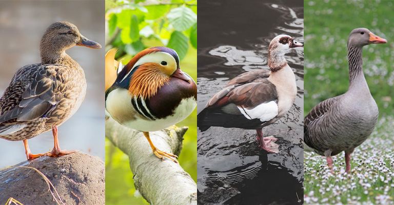 Variations Among Different Duck Species