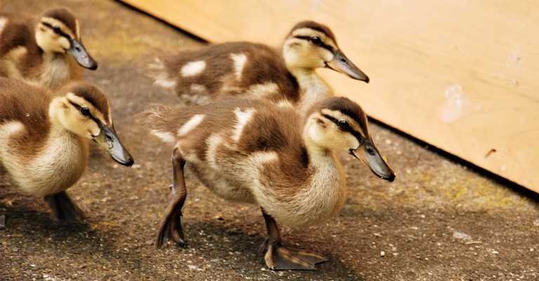 What Age Do Ducks Leave Their Babies