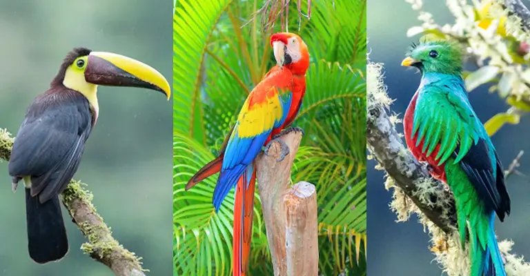 What Are Some Tropical Birds