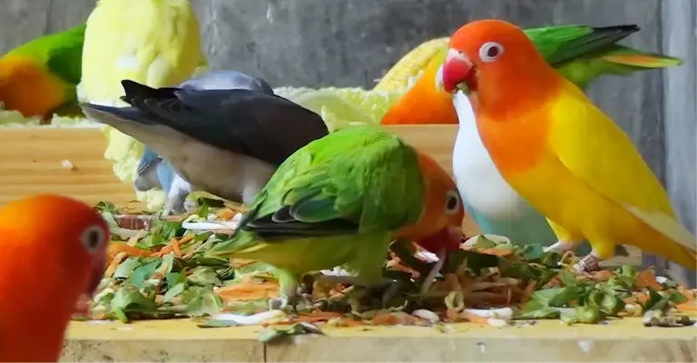 Can Lovebirds Eat Cucumbers