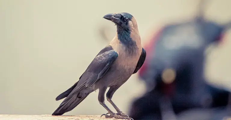 Why Is It Illegal to Own a Crow