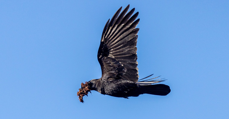 What Barriers Do Crow Faces When They Fly From Sicily To America