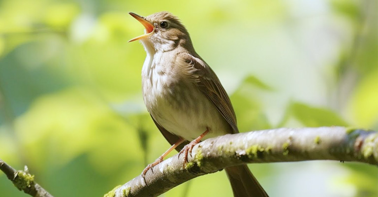 What Bird Makes a Swinging Wee Woo Sound and Why