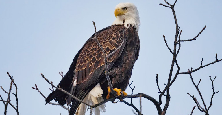 What Birds Look Like Bald Eagles